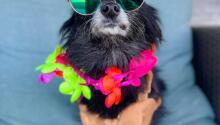 Tiki Tails at Silver Paws 2021