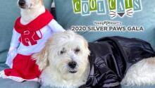 Silver Paws Gala 2020