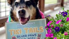 Save the Date for Silver Paws 2021!