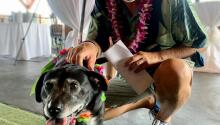 Silver Paws Tiki Tails a Huge Success!