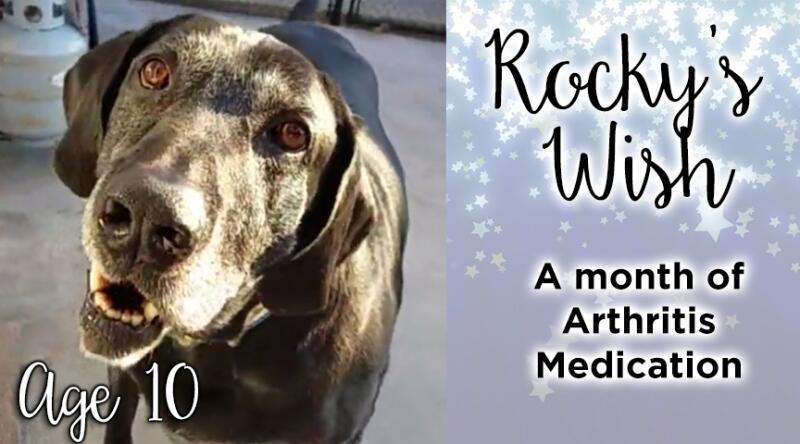 rocky wish