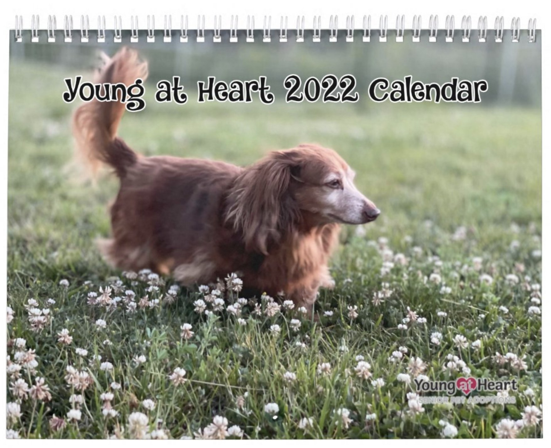 Young at Heart Calendar