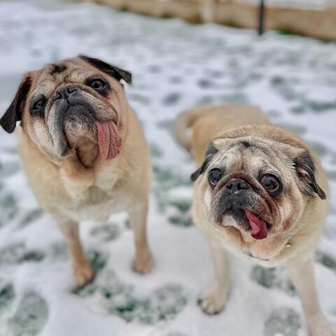Zena & Zeus